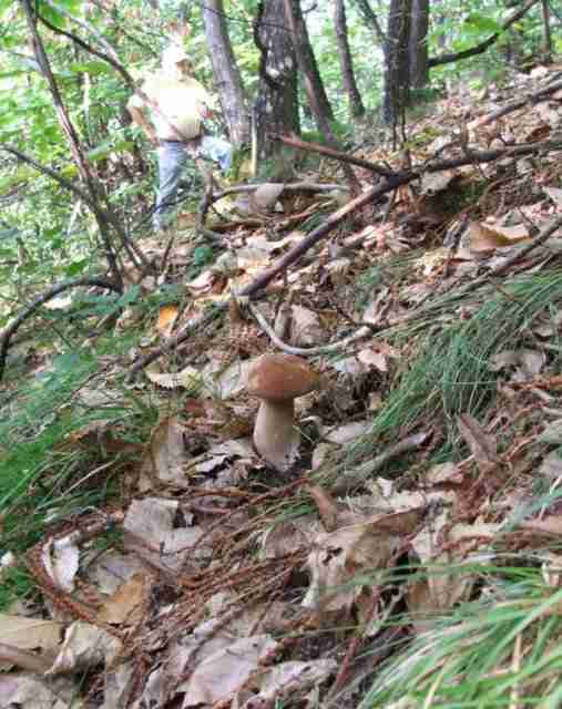  Image name: 00_155 Porcino.jpg 
 width: 507 pixel 
 height: 640 pixel 
 Size: 36700 bytes 
 Click to enlarge 